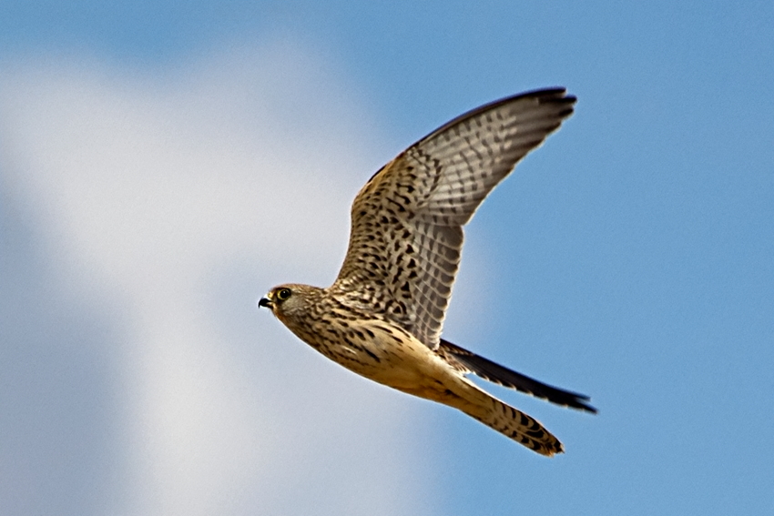Common Kestrel