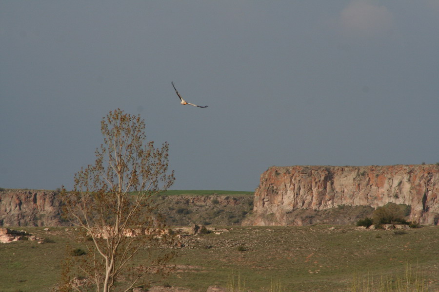 Egyptian Vulture