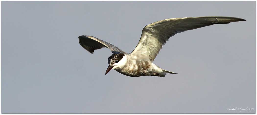 Whiskered Tern