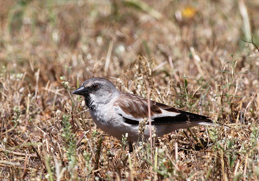 White-winged Snowfinch