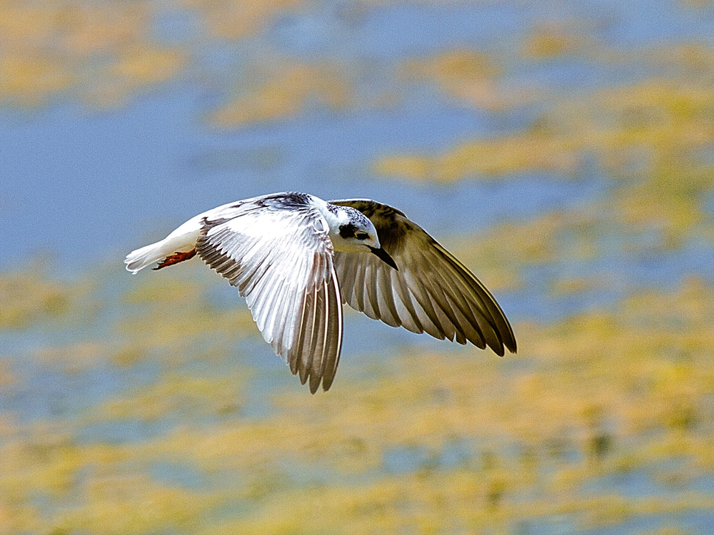 White-winged Tern