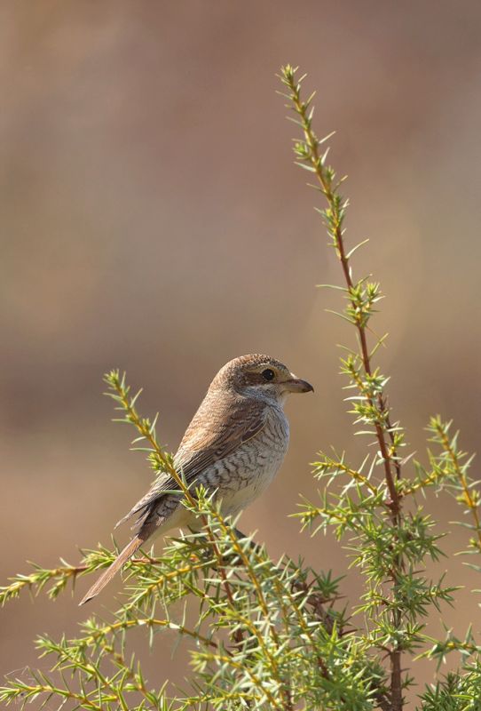 Red-backed Shrike