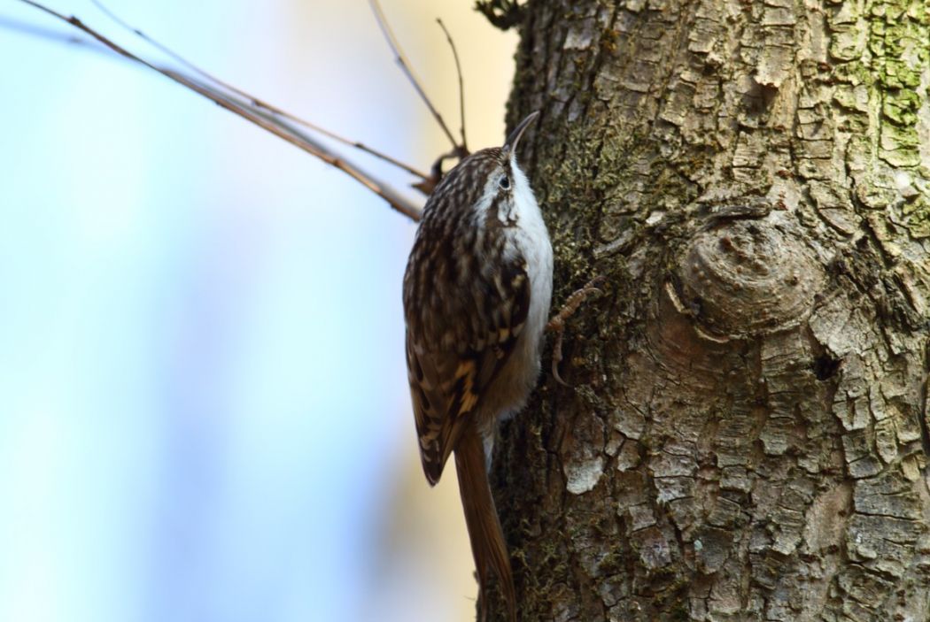 Eurasian Treecreeper