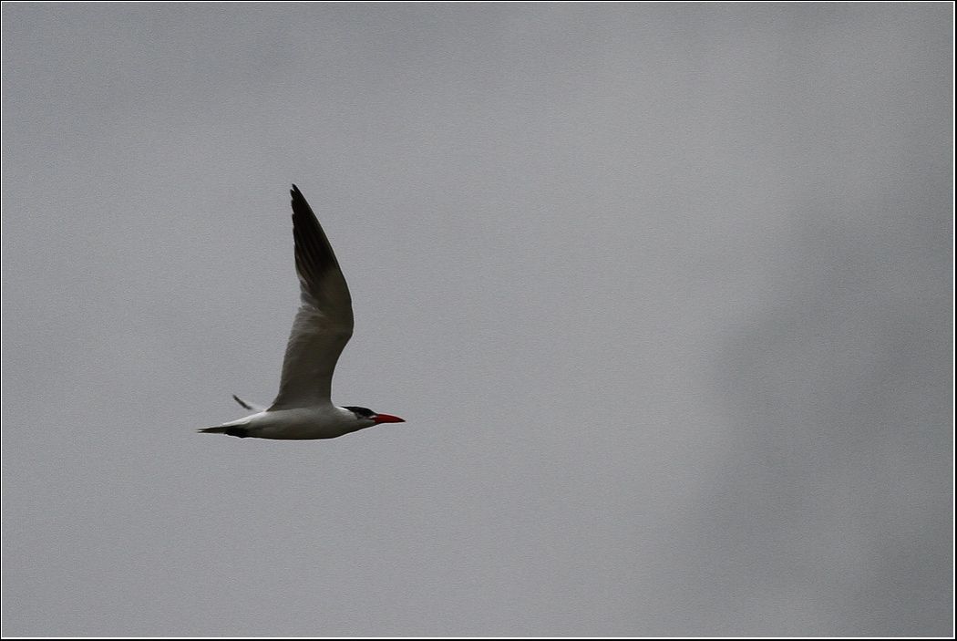 Caspian Tern