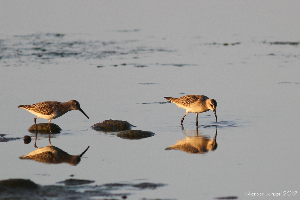 Curlew Sandpiper