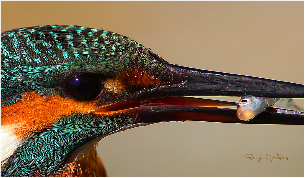 Common Kingfisher