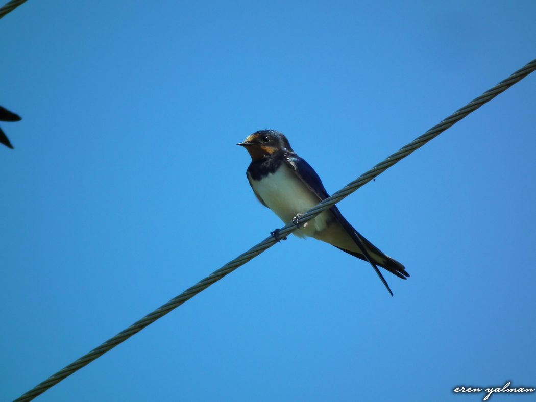 Barn Swallow