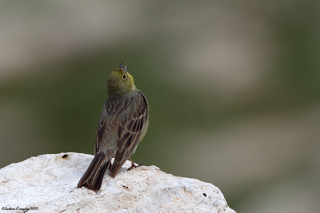 Cinereous Bunting