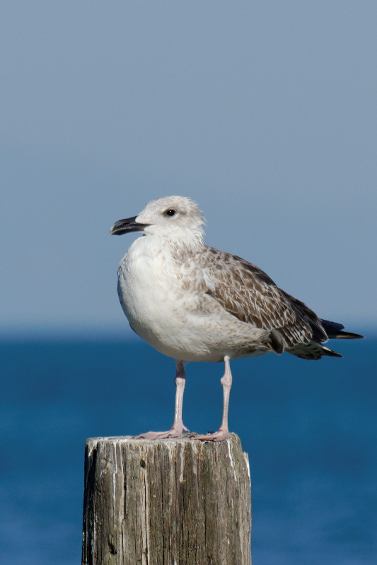 Yellow-legged Gull