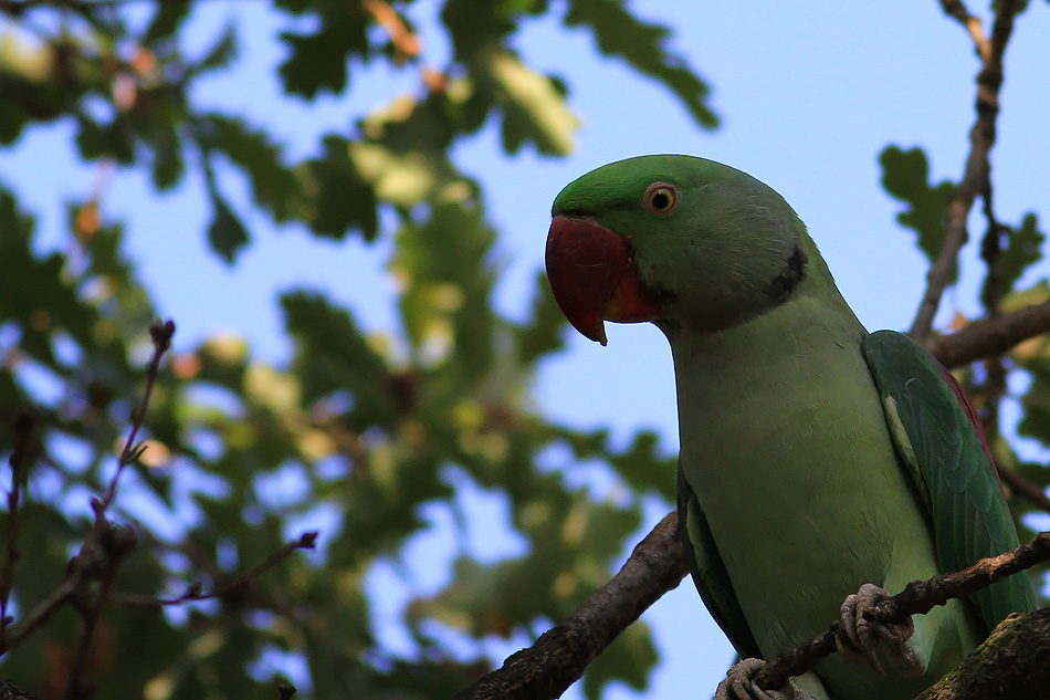 Alexandrine Parakeet