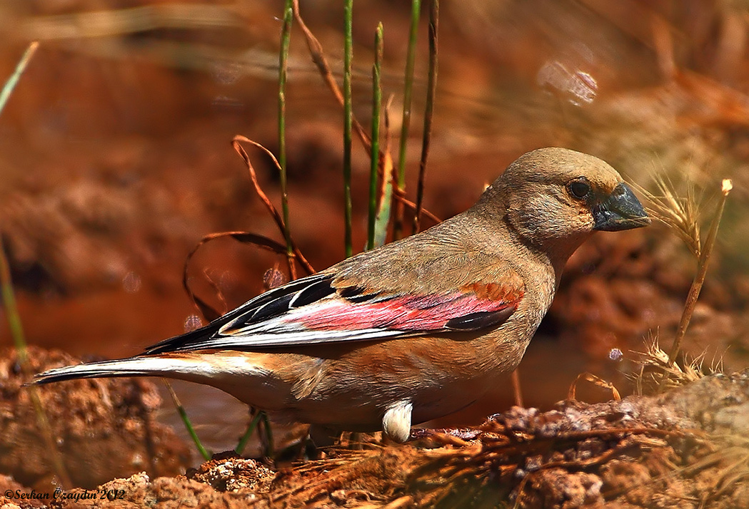 Desert Finch