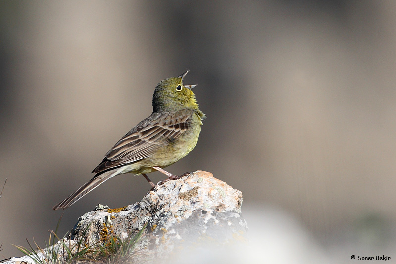 Cinereous Bunting