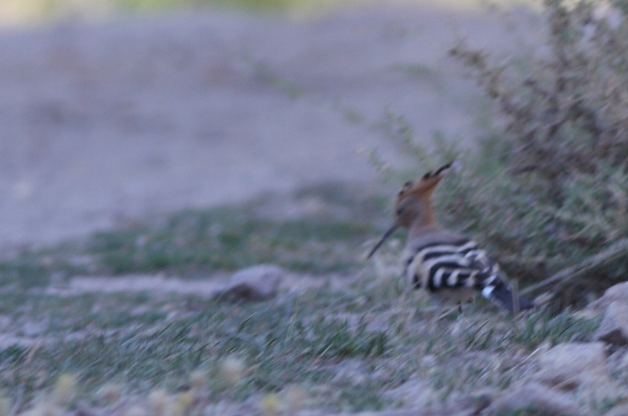 Common Hoopoe