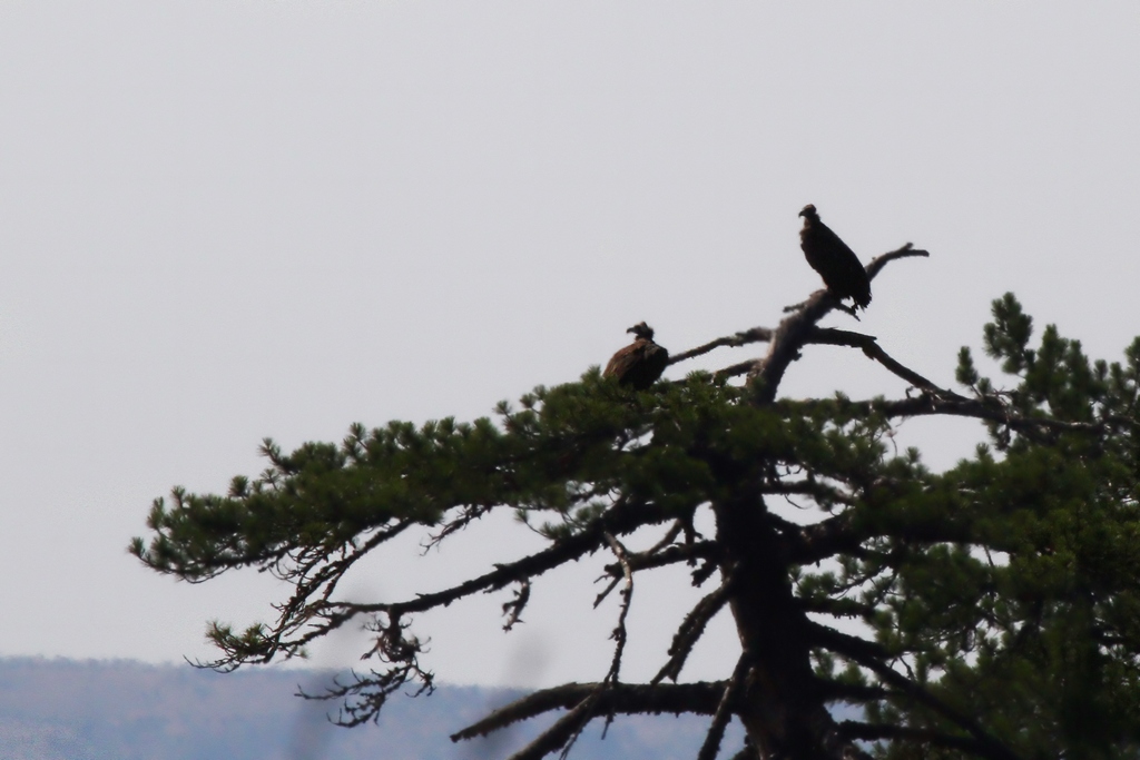 Cinereous Vulture