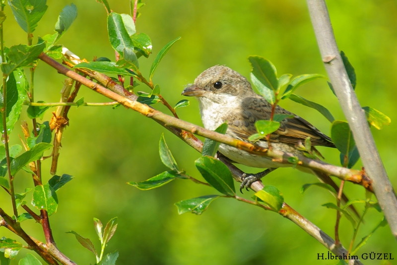 Woodchat Shrike
