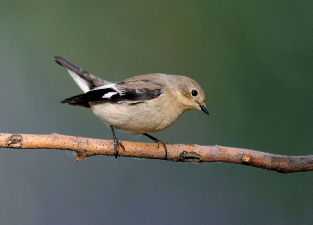 Collared Flycatcher
