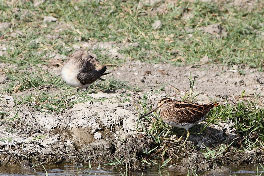 Common Snipe