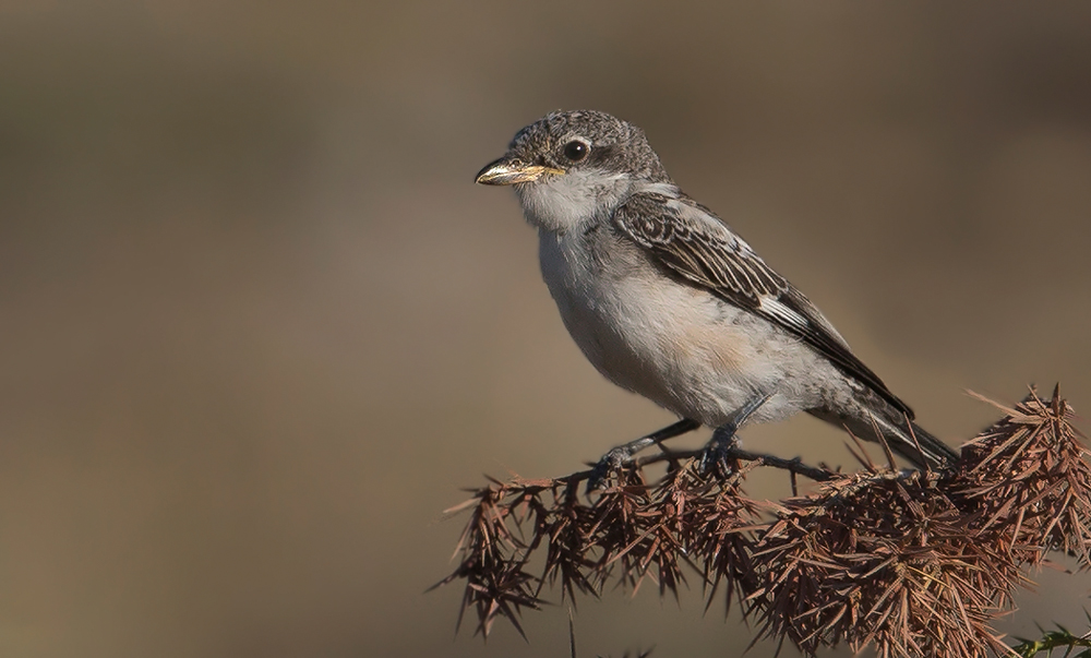 Masked Shrike