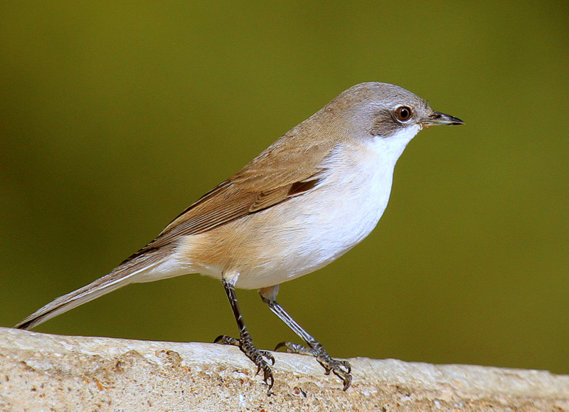 Lesser Whitethroat