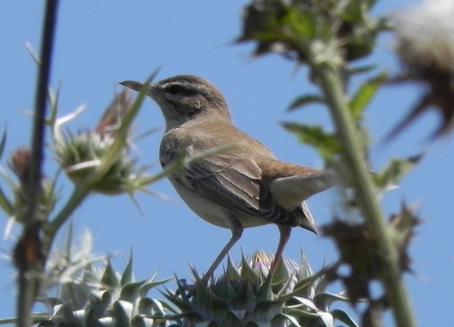 Rufous-tailed Scrub Robin