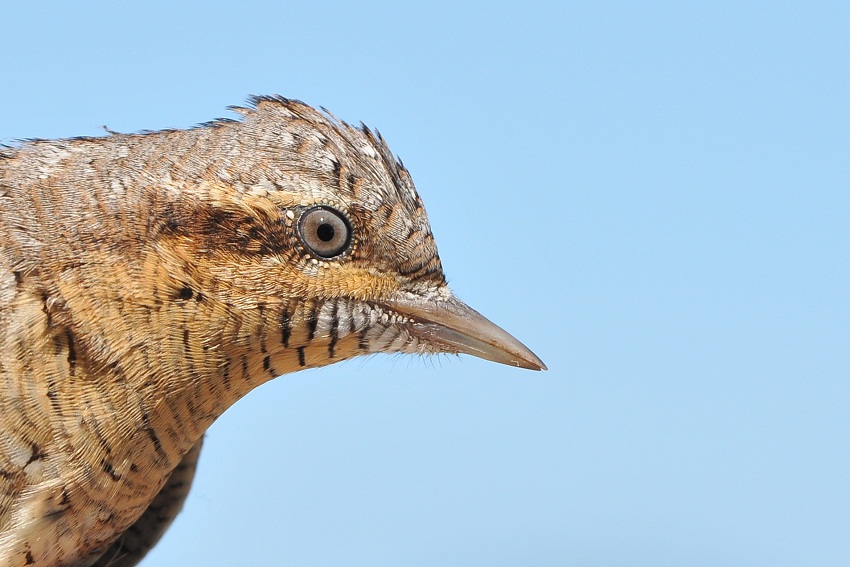 Eurasian Wryneck