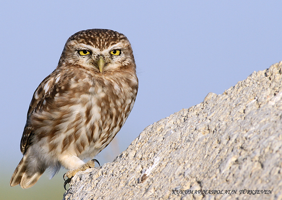 Little Owl