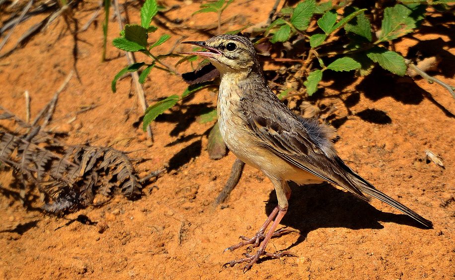Tawny Pipit