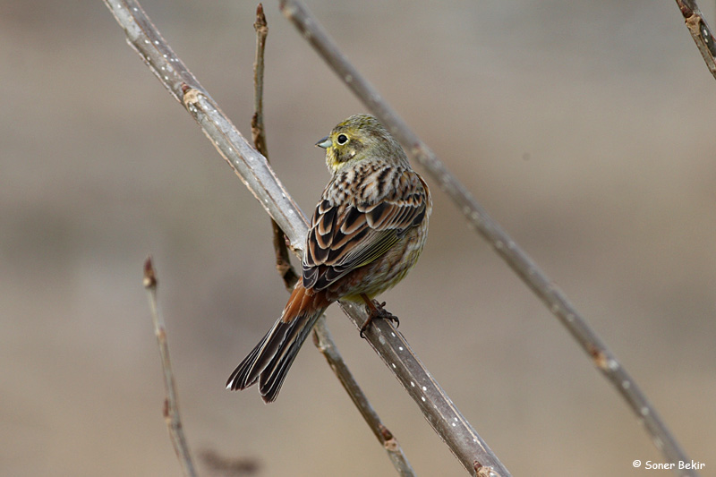 Yellowhammer