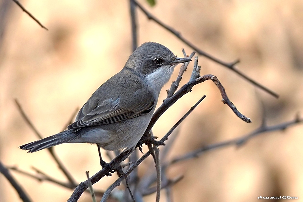 Lesser Whitethroat