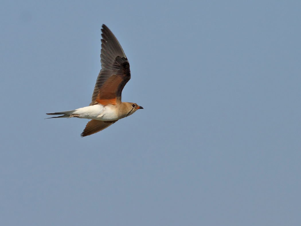 Collared Pratincole