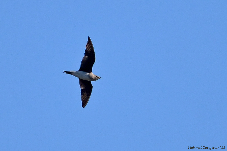Black-winged Pratincole