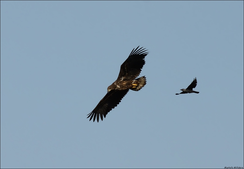 White-tailed Eagle