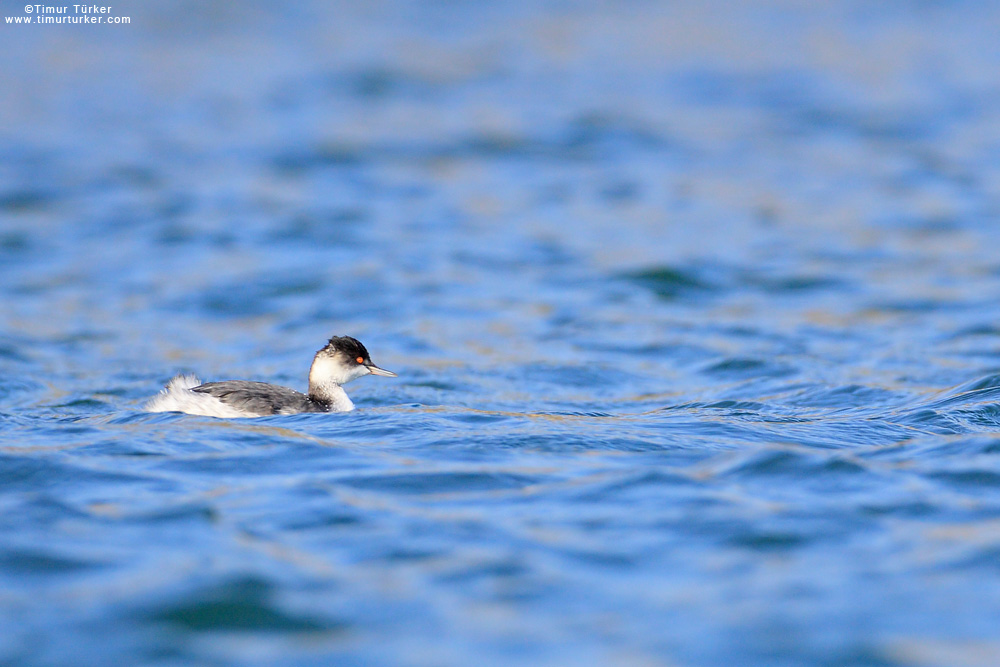 Black-necked Grebe