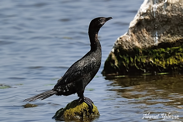 Pygmy Cormorant