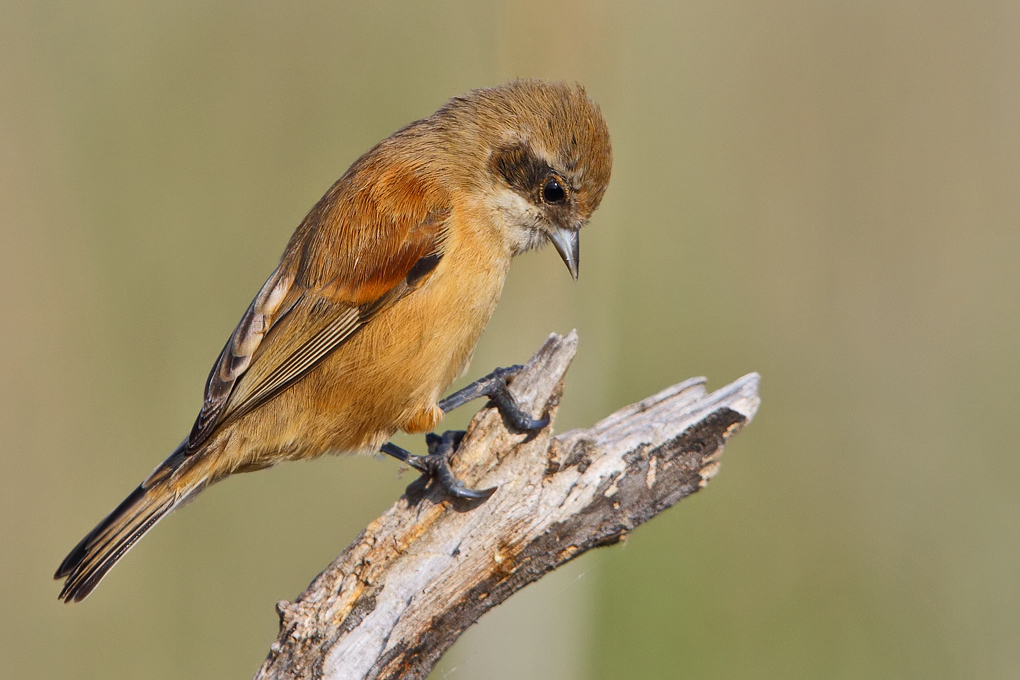 Eurasian Penduline Tit