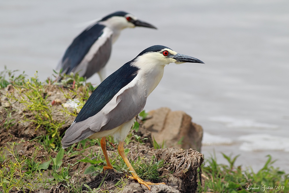 Black-crowned Night Heron
