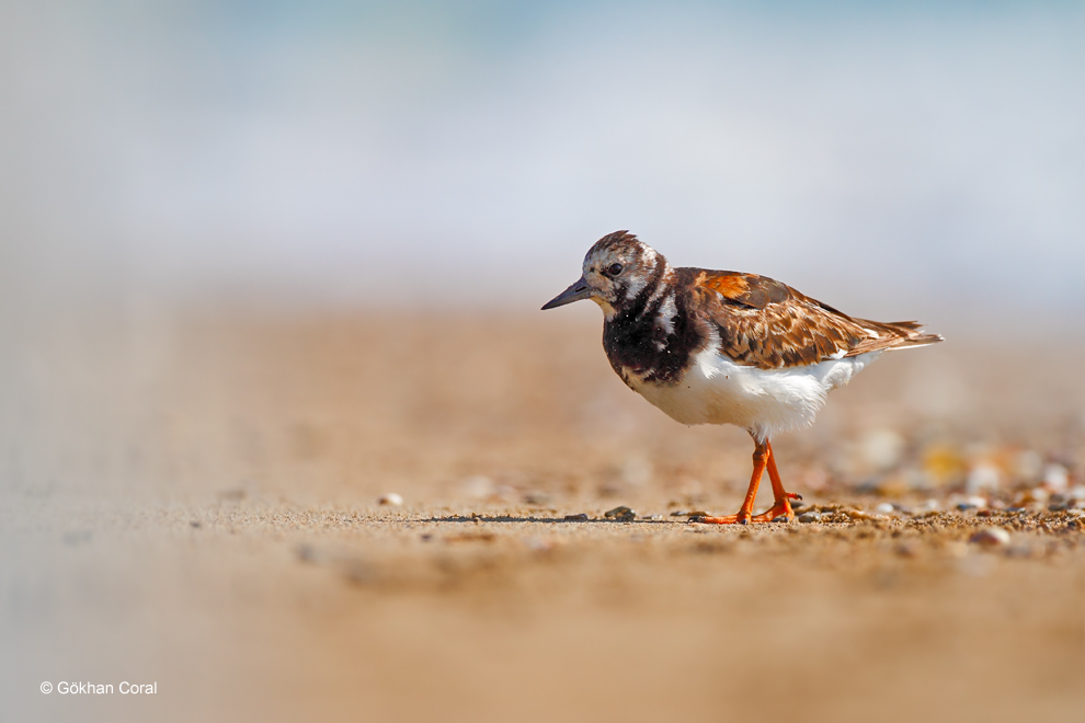 Ruddy Turnstone
