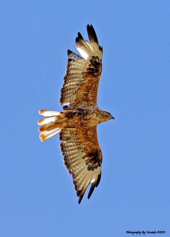 Long-legged Buzzard