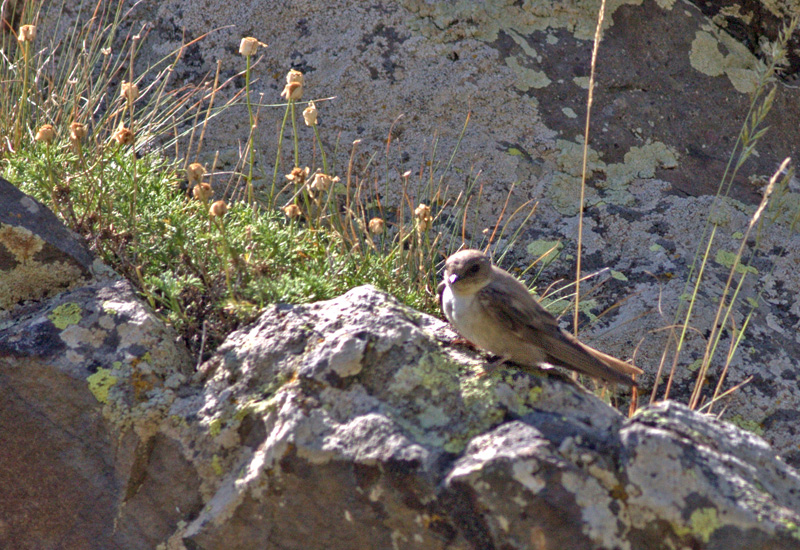 Eurasian Crag Martin