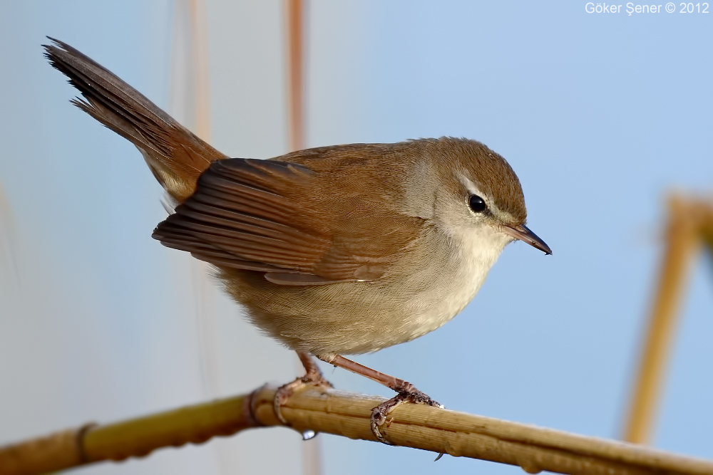 Cetti`s Warbler