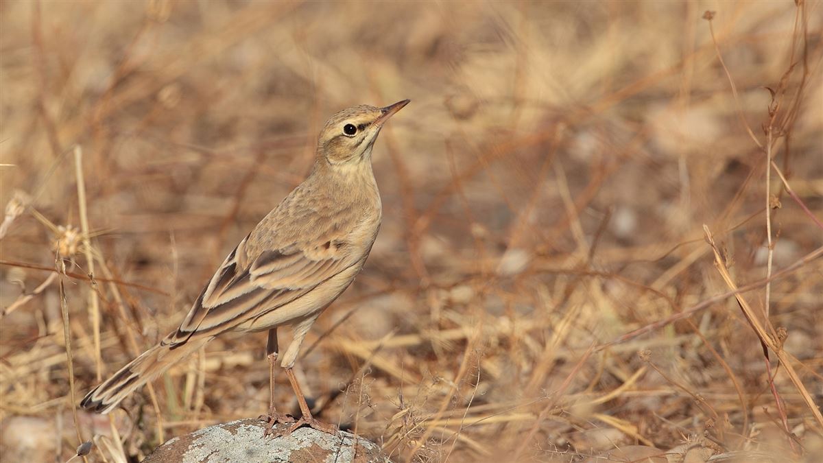 Tawny Pipit