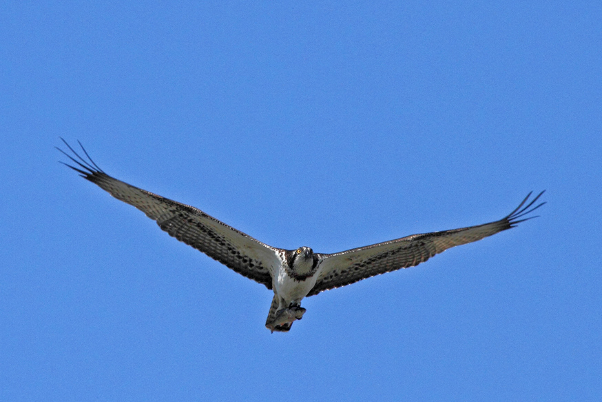 Osprey
