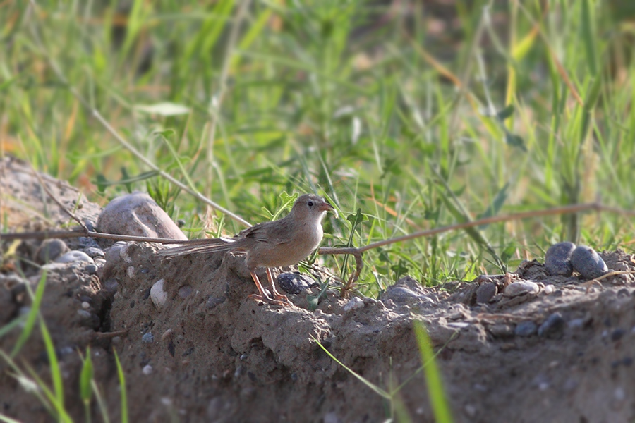 Iraq Babbler