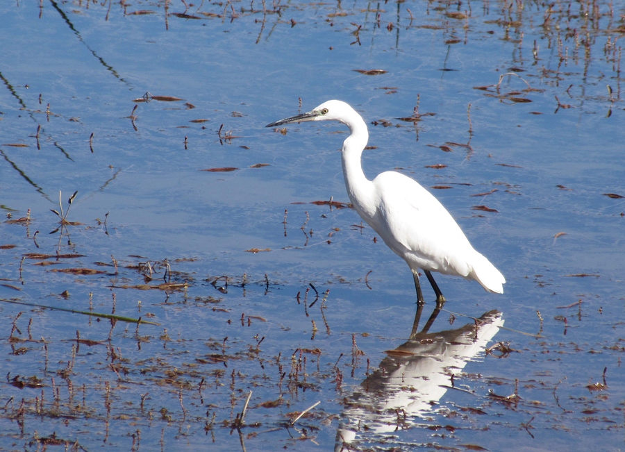 Little Egret