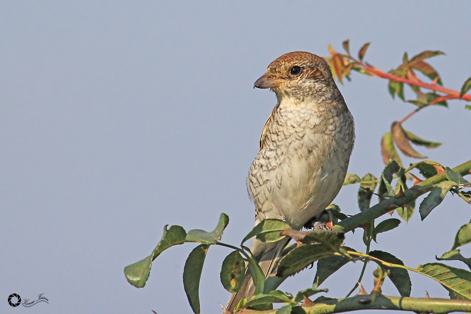 Red-backed Shrike