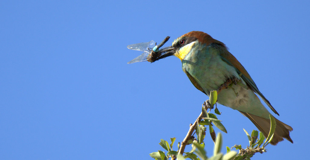 European Bee-eater