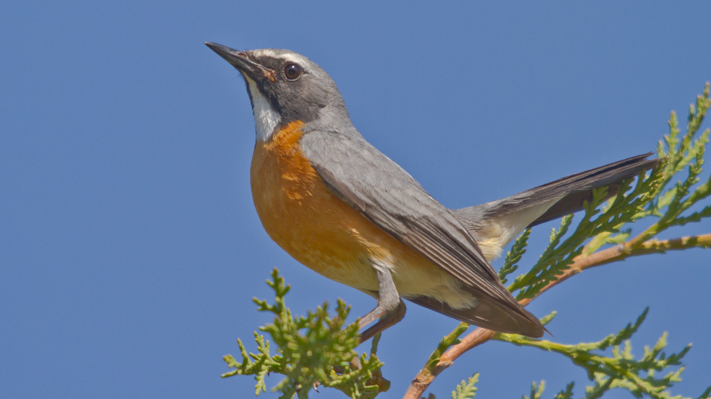 White-throated Robin