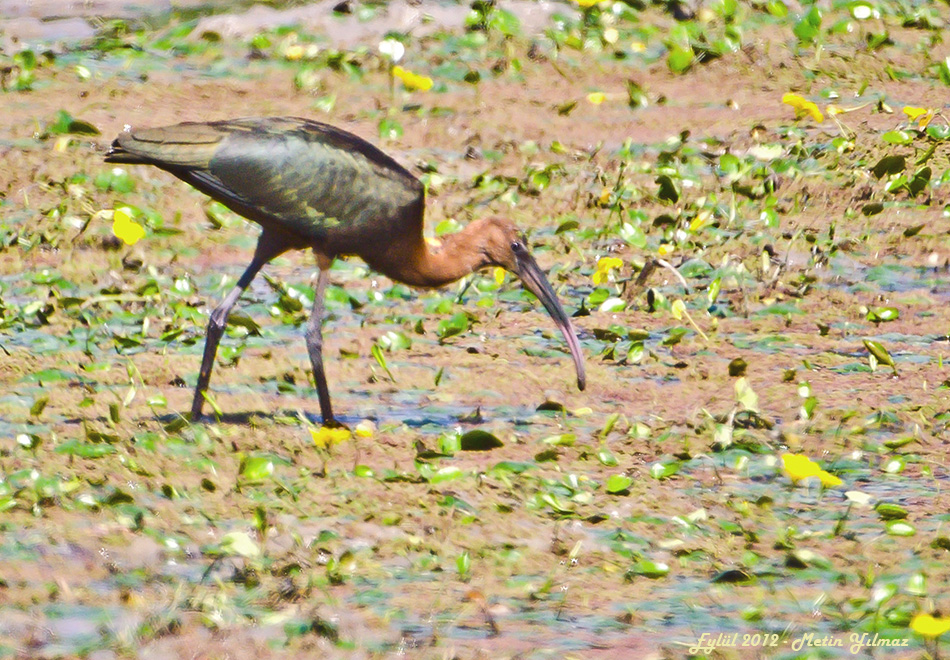 Glossy Ibis