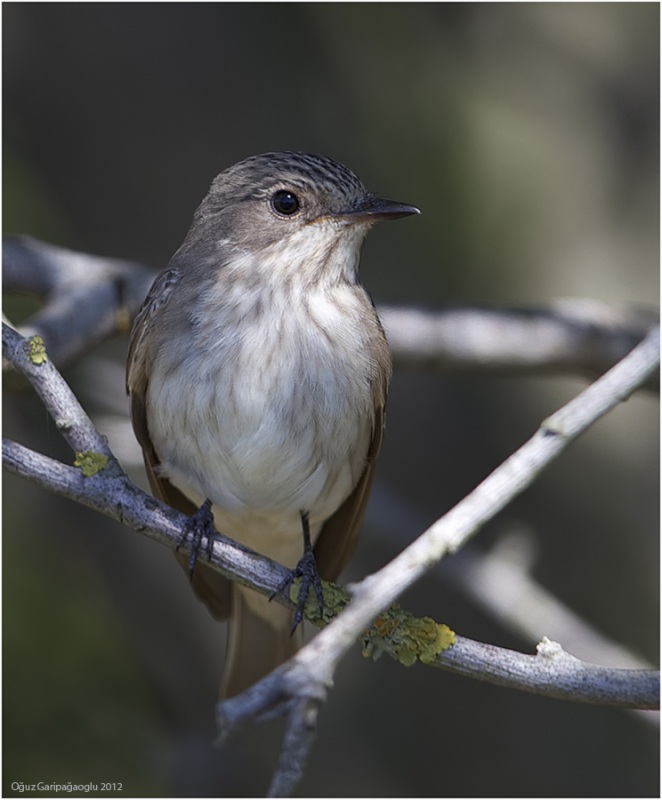 Spotted Flycatcher