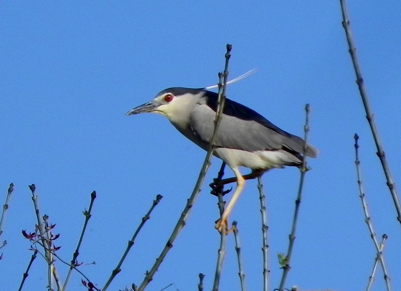 Black-crowned Night Heron